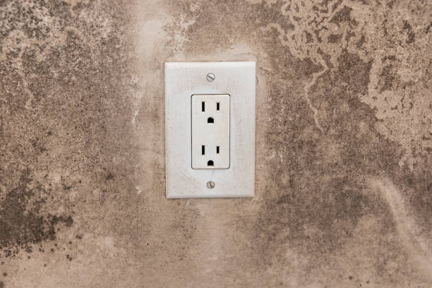 Reliable Clayton, IN Mold Removal Solutions